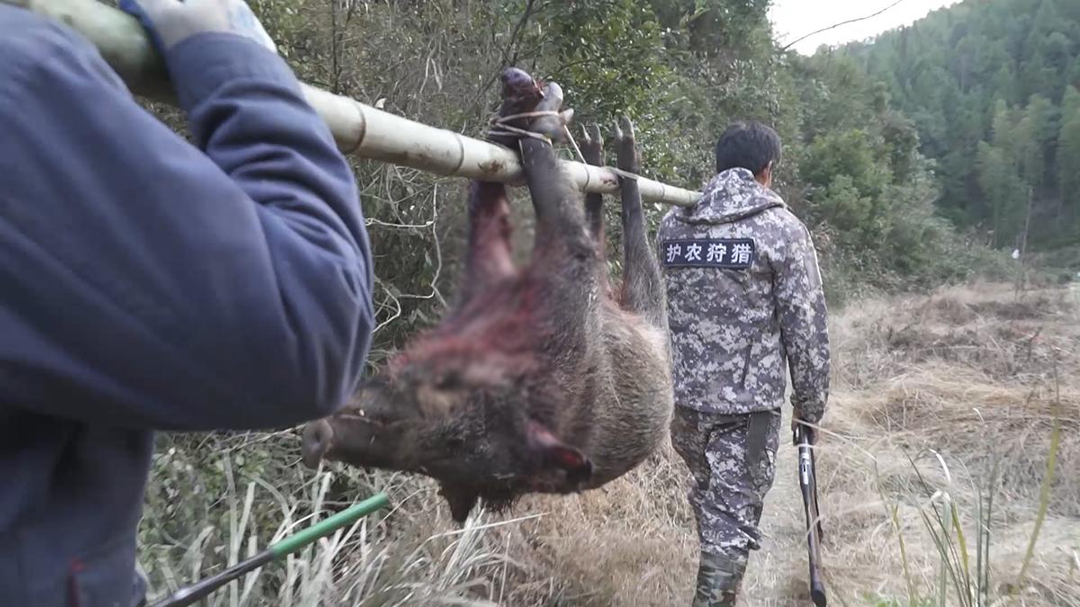 男子收养遭遗弃野猪，展现温情瞬间