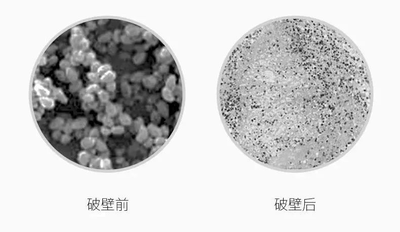 探究细菌细胞壁破碎机制及其应用与未来展望