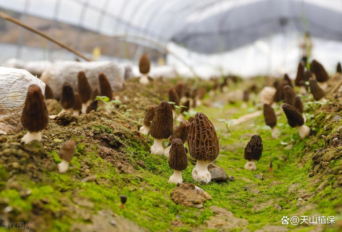 室内食用菌种植技术，现代农业高效可持续新模式