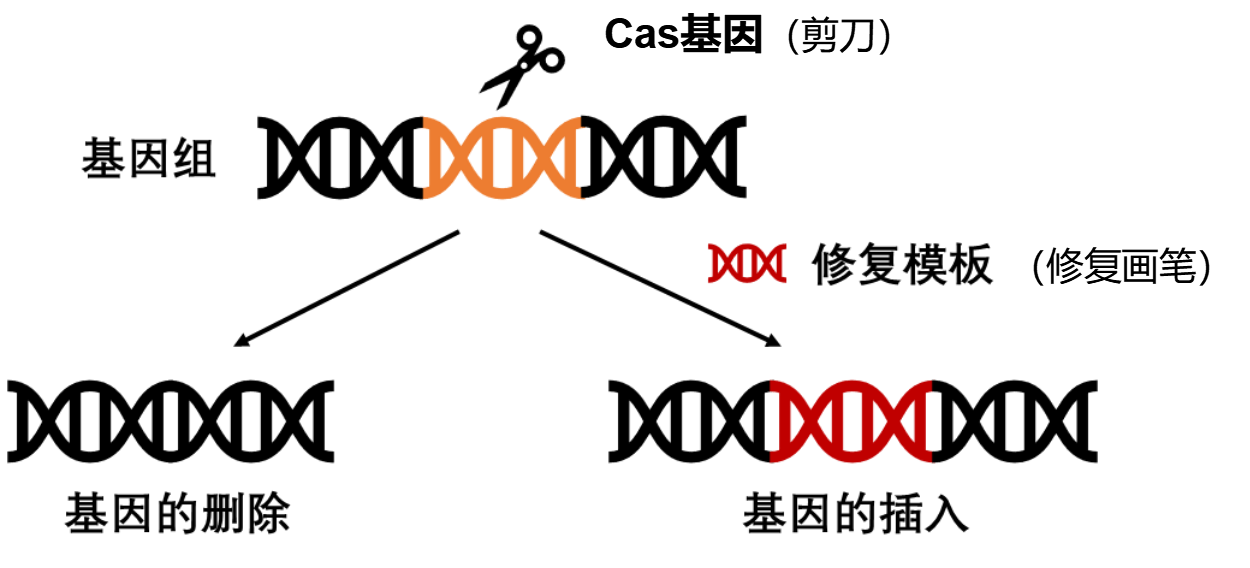 基因编辑武器化的风险与道德伦理挑战