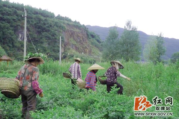 药材采收季节指南，不同药材的适宜采收月份详解