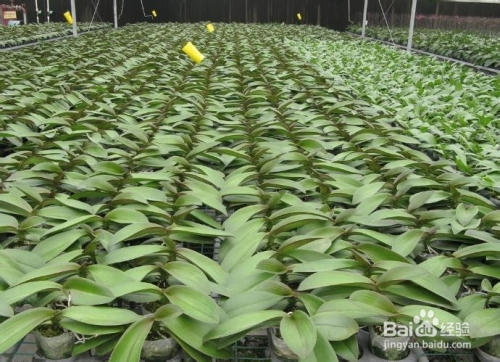 种植适宜环境条件的探索与重要性