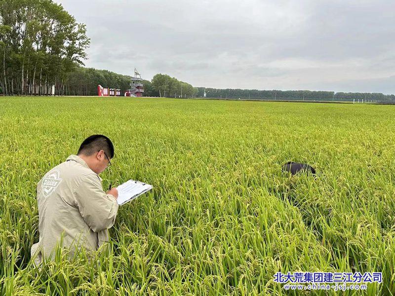 水稻测产简报概览