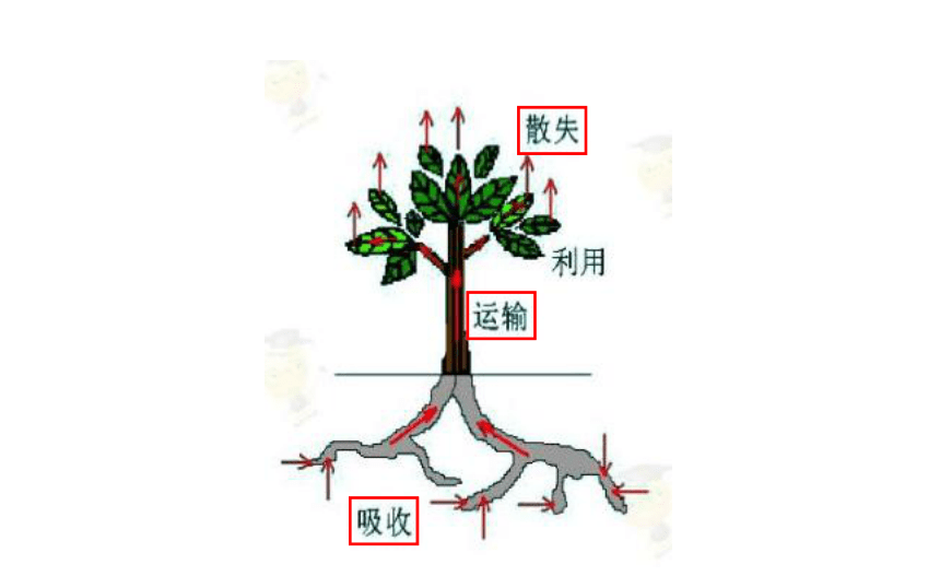 植物循环系统，揭示生命脉络与奥秘的奇迹之旅