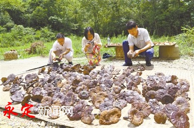 灵芝仿野生栽培技术研究与培育探讨