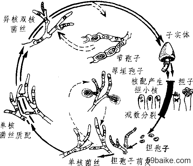 食用菌的生活史概述