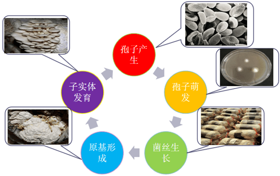 平菇菌盖与菌柄的着生关系探究