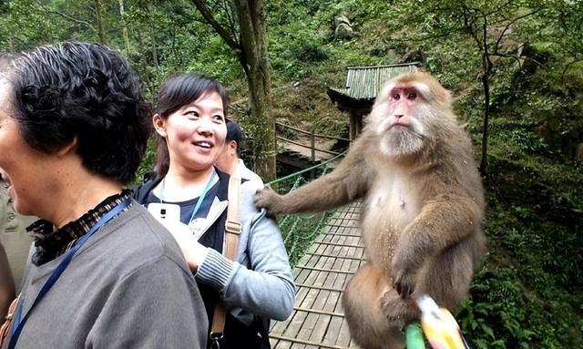 峨眉山猴子糖尿病真相揭秘与预防策略探讨