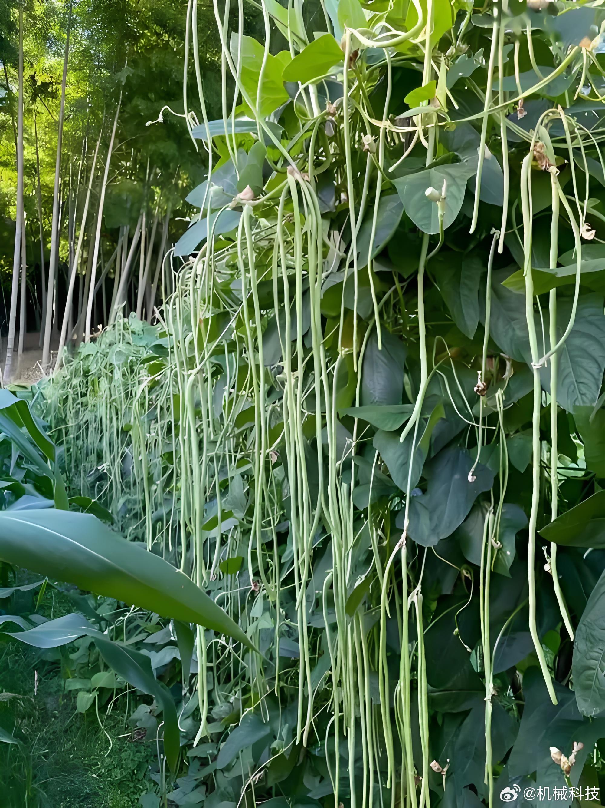 爱奇艺导播遭遇吃豆橛子事件，挑战与机遇并存引发关注热议