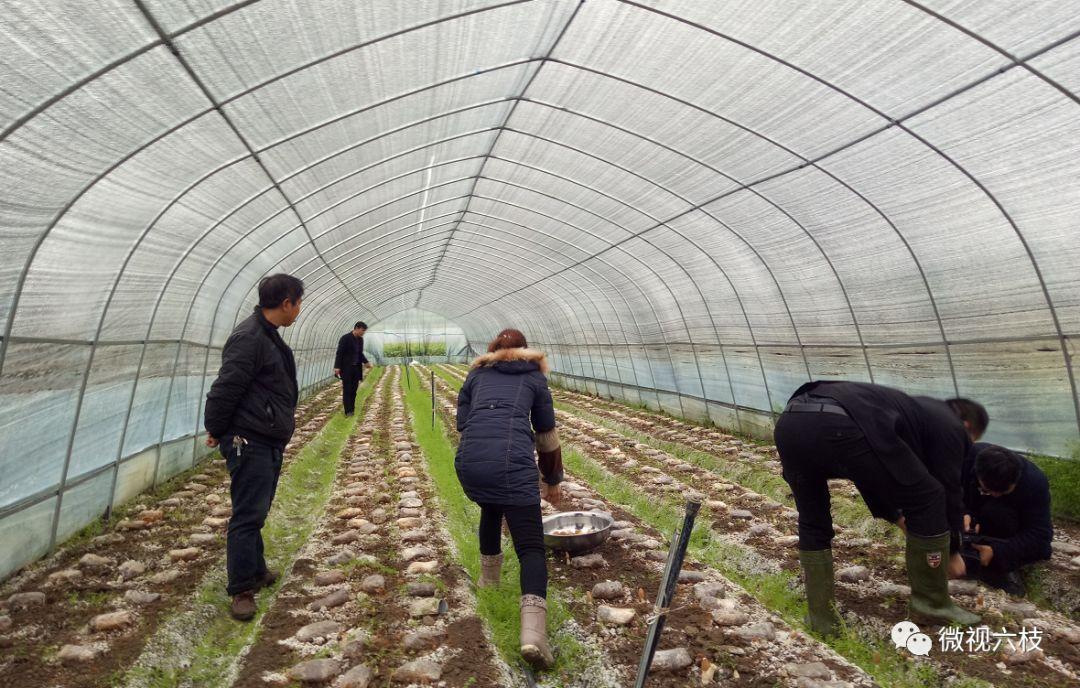 家种羊肚菌种植指南，方法与技巧全解析