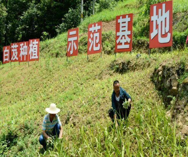 农业种植四大骗局揭秘，如何防范种植陷阱？