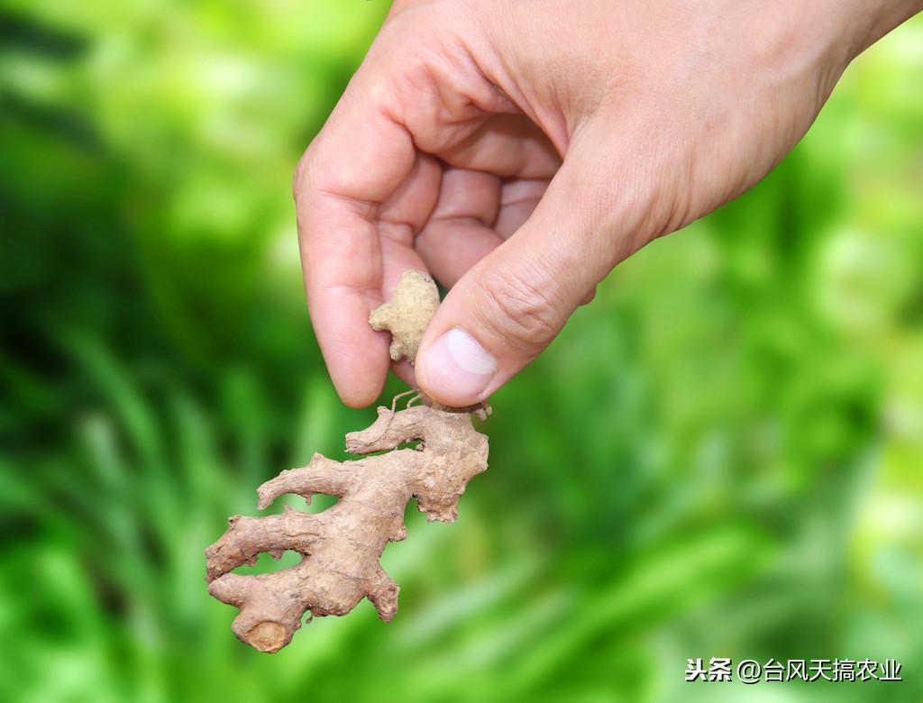 红盖杀菌剂十大排名与深度解析揭秘