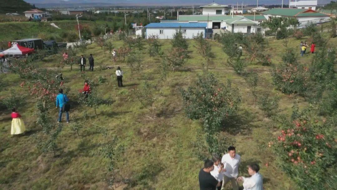 苹果树的适应气候与种植策略探讨