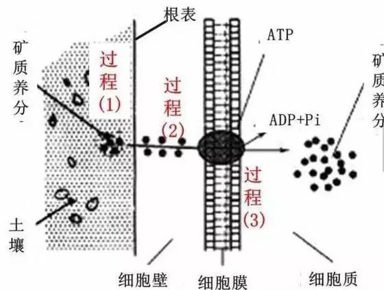 家用测土壤三合一湿度计，守护家庭绿意，精准了解土壤湿度