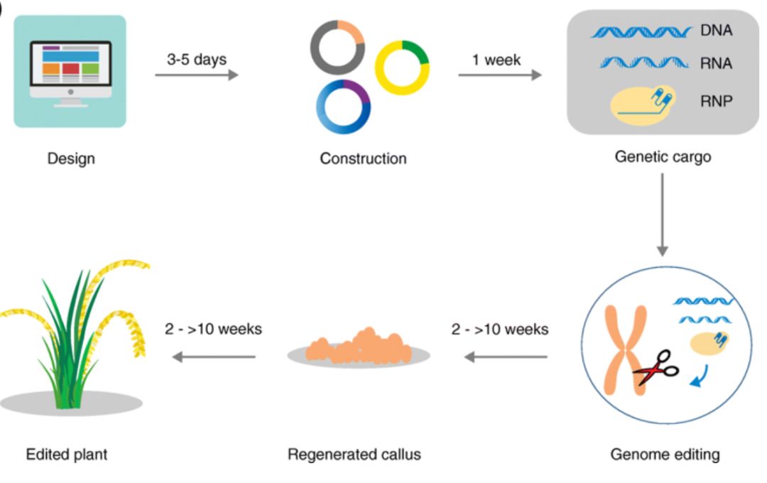 作物基因编辑，开启未来农业新篇章
