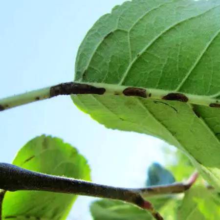 植物黑星病症状特点深度解析