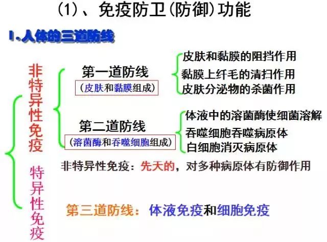 免疫调节的重要性，守护健康的稳固基石