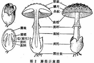 子实体是否包含菌褶，深入解析与探讨