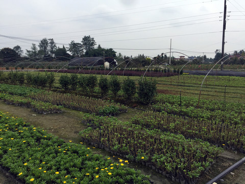 因地制宜打造种植区，实现绿色生态种植梦