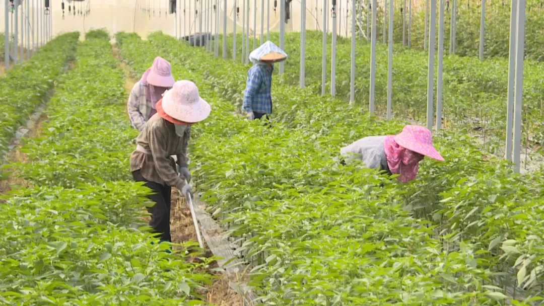 种子种植全攻略，从播种到丰收的园艺指南