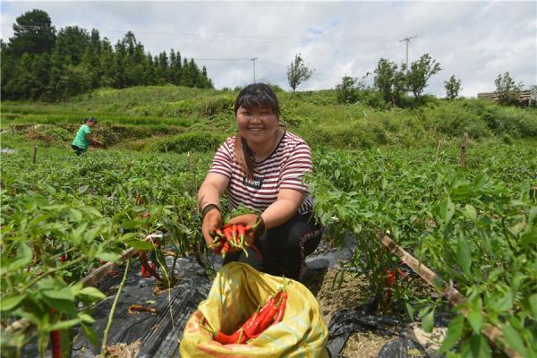 适合种植业的气候类型简介