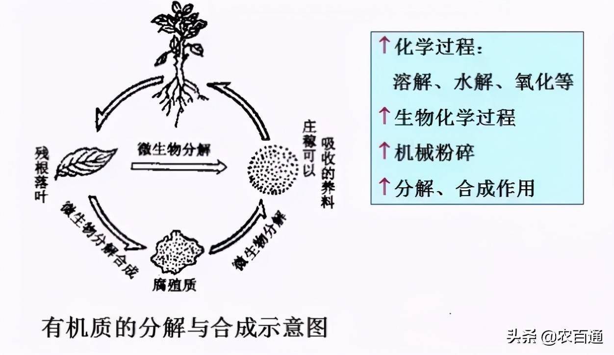 养分再利用的特点与重要性解析