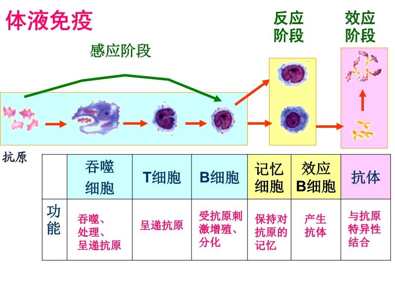 免疫调节的功能与核心机制，深入解析免疫系统的调节功能与核心作用