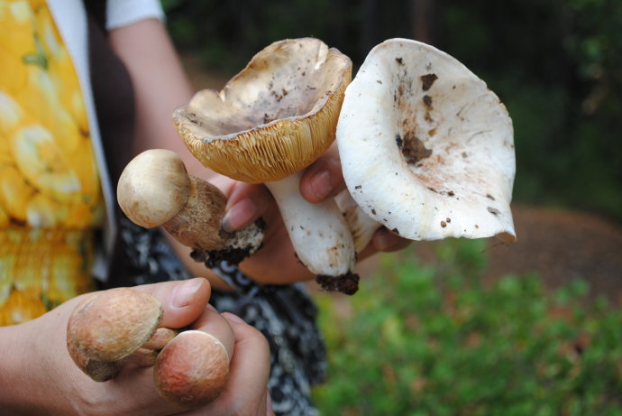 探寻野生菌神奇生长之旅，揭开大自然宝藏的神秘面纱