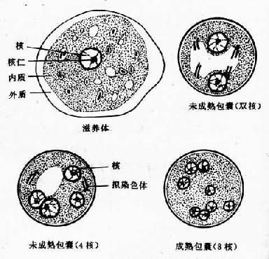 酵母菌淀粉粒内含结构的研究