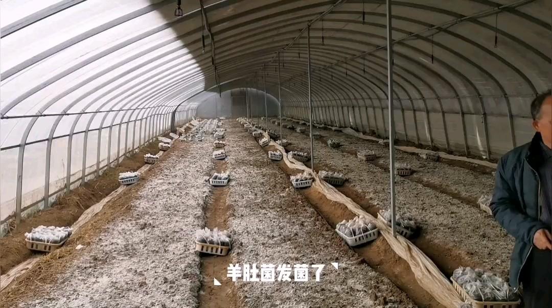 羊肚菌高效种植技术指南