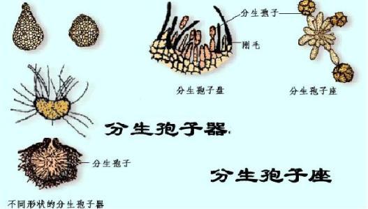 子实体与菌丝体的差异解析，深入了解两种生物结构的区别