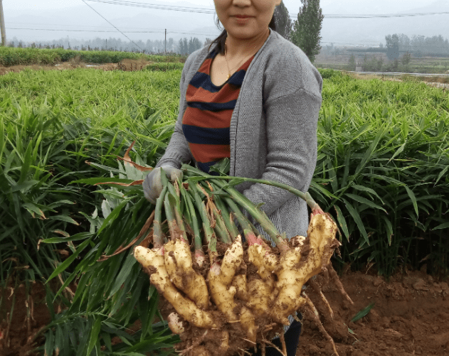 生姜种植技术指南，栽培方法、产量提升策略全解析