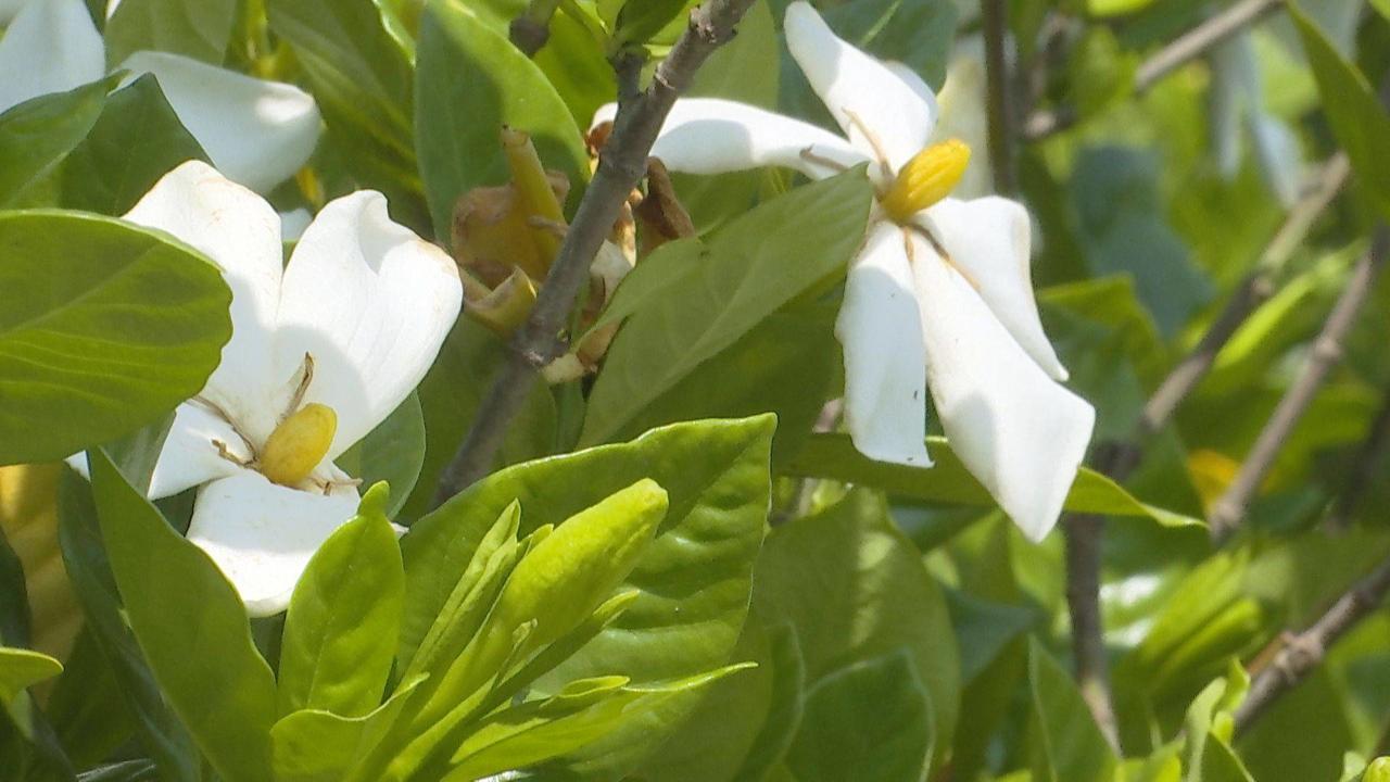 黄栀子十大神奇功效揭秘，探寻传统药材的奥秘之旅