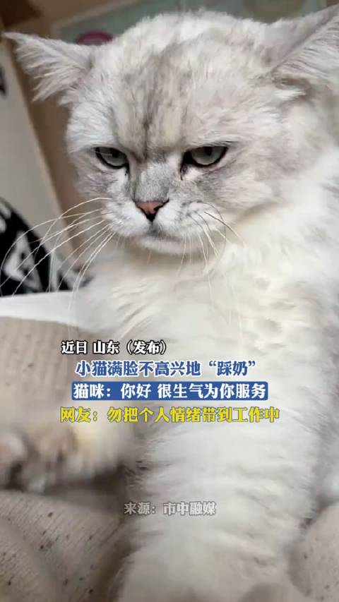 猫的情绪变化，不高兴的服务体验