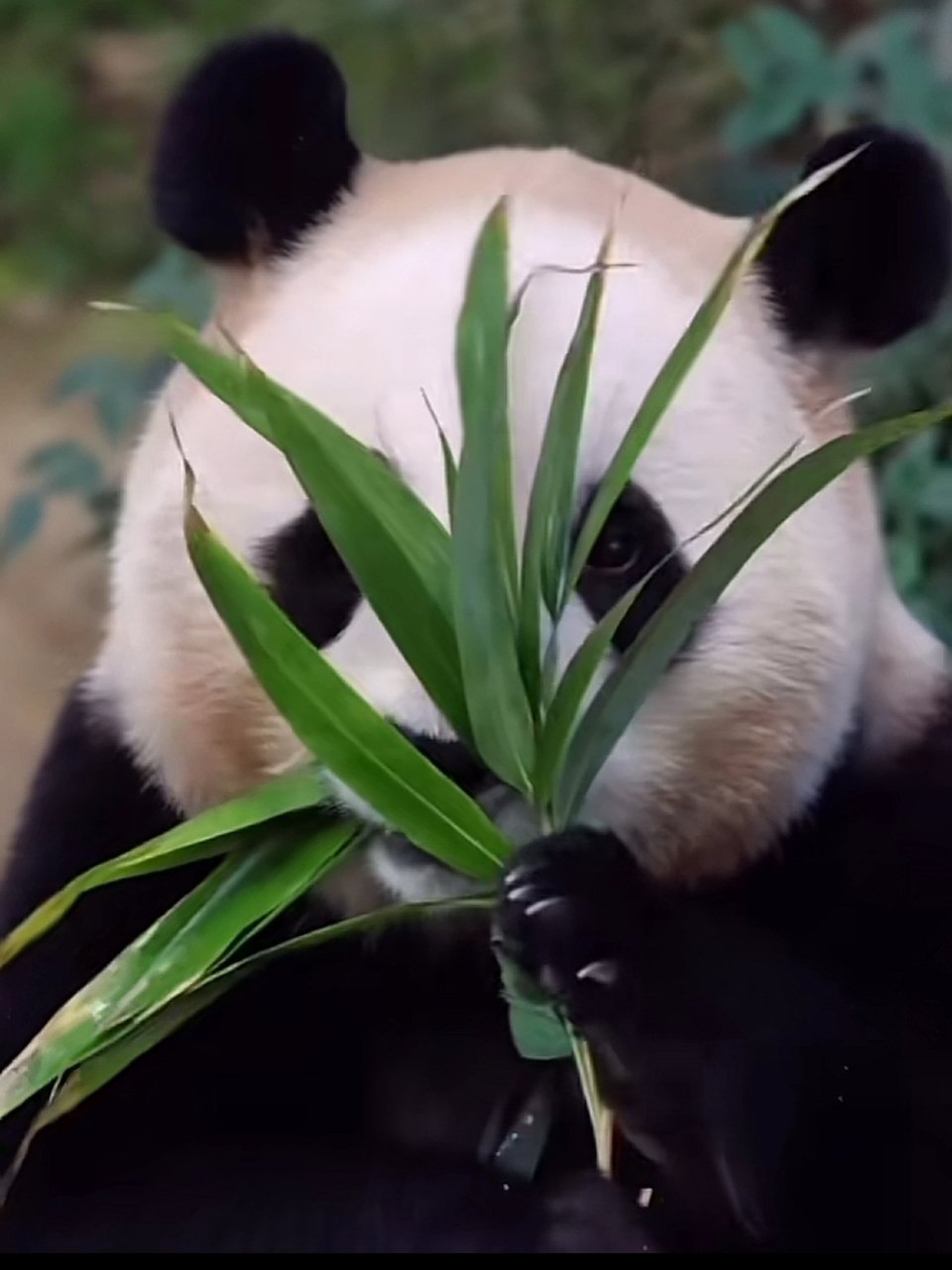 福宝吃播美食之旅新篇章开启！