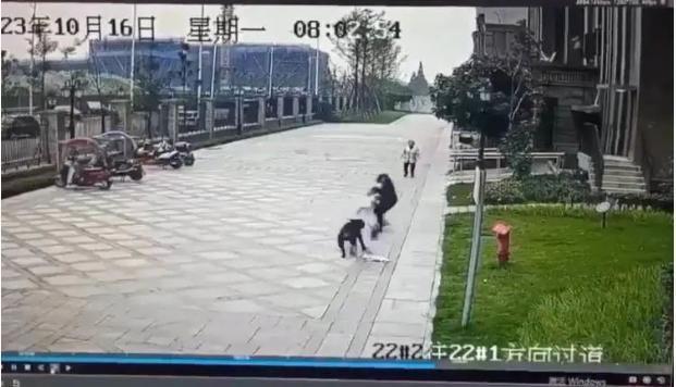 母女公园散步遭犬撕咬事件后续与法律责任解析，悲剧背后的警示与反思