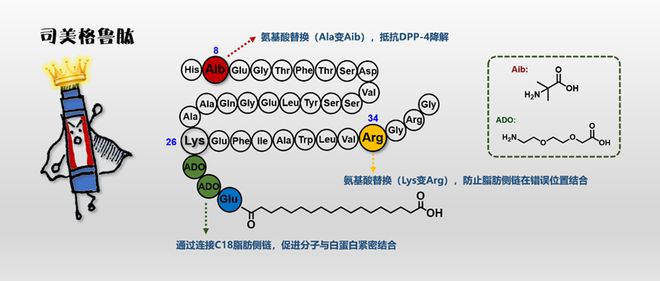 司美格鲁肽，揭秘原理与应用前景展望