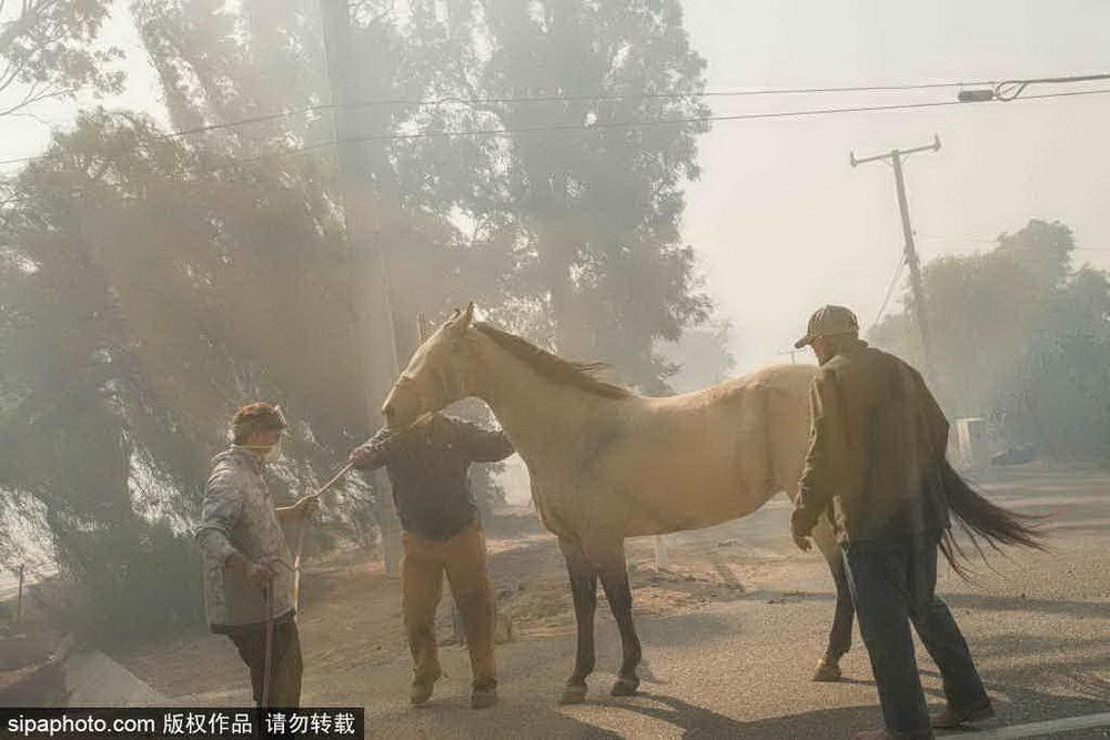 洛杉矶山火亲历者的灾难体验与感悟，山火中的生死瞬间